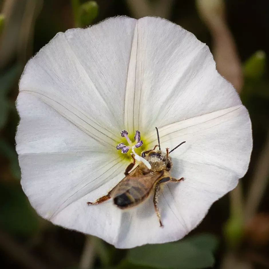 Abeille