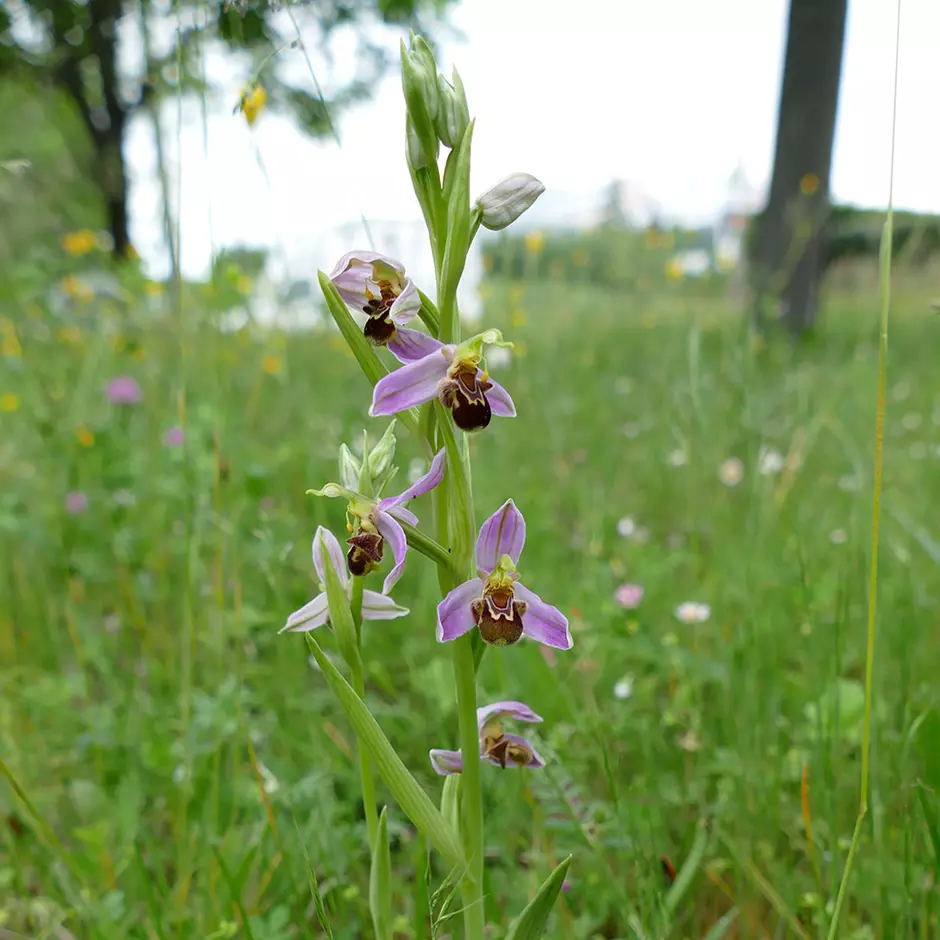 Orchidée