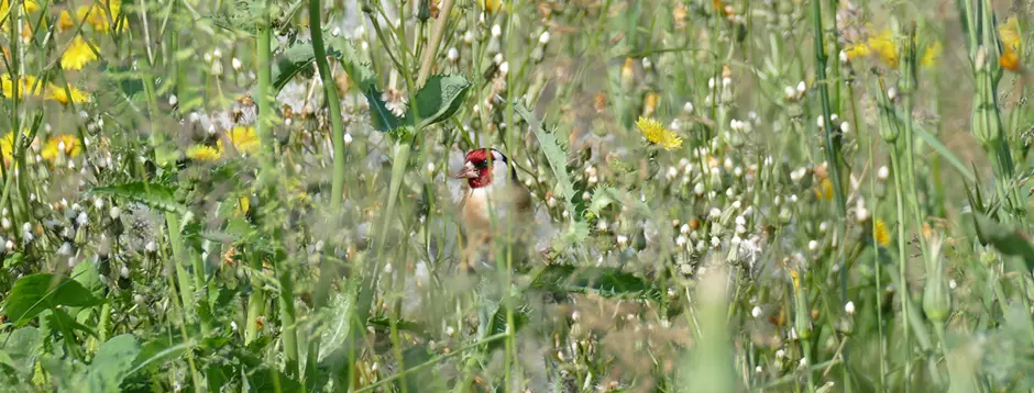 LA BIODIVERSITÉ : UN ÉQUILIBRE FRAGILE